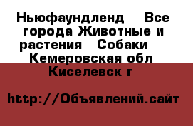 Ньюфаундленд  - Все города Животные и растения » Собаки   . Кемеровская обл.,Киселевск г.